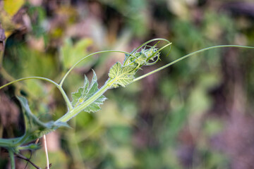 Growing a young bottle gourd branch on soft green bokeh backgrou