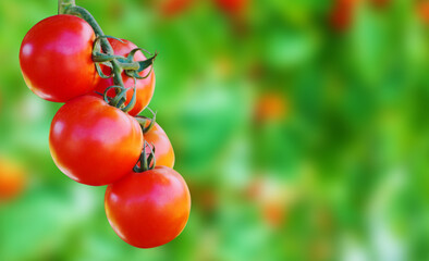 Wall Mural - Fresh ripe red tomatoes plant growth in organic garden