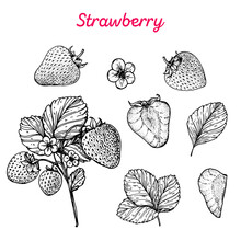 Strawberry Hand Drawn Vector Illustration. Strawberries Sketch. Vector Illustration. Black And White.