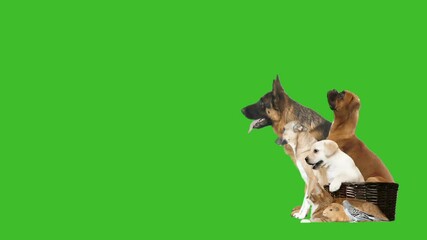 Sticker - group of animals looks on a green screen, side view