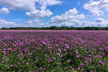 Wall Mural - Field with blooming chives flowers in summer.