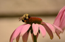 Bumblebee On Echinacea Flower