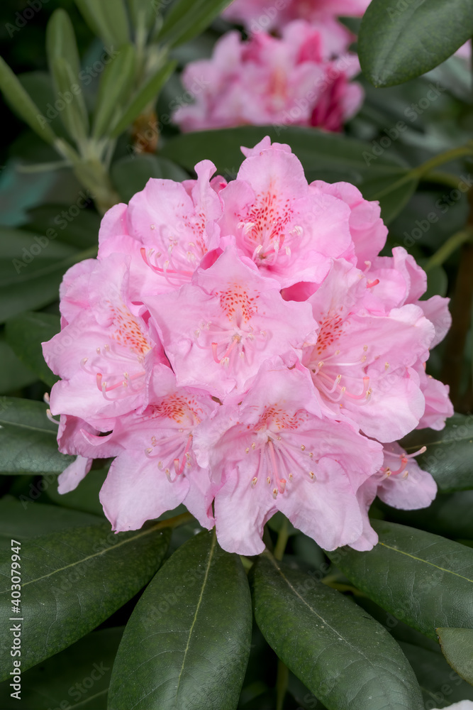 Rhododendron 'Helsinki University' (Rhododendron brachycarpum subsp.  tigerstedti x Rhododendron sp.) in garden Stock Photo | Adobe Stock