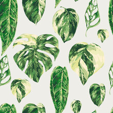 Vector Watercolor Tropical Green Leaves Seamless Pattern. Monstera Variegated Greenery Texture,