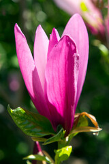 Wall Mural - pink lotus flower, Nova Scotia