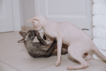 Poster - two hairless sphynx cats play at home on the floor