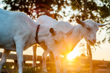 Goats are eating hay on a summer day