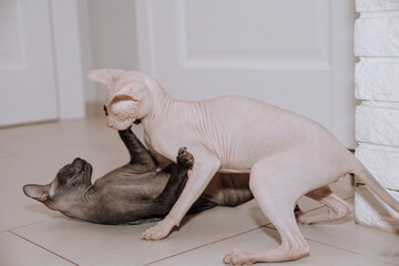 Poster - two hairless sphynx cats play at home on the floor