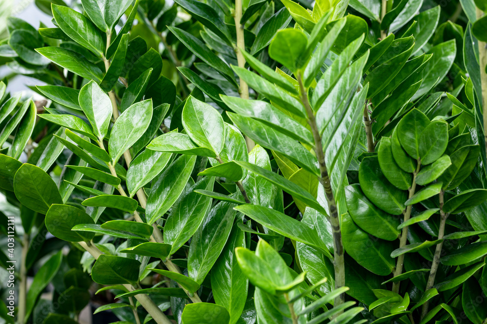 Zamioculcas (common names Zanzibar gem, ZZ plant, Zuzu plant, aroid palm or  emerald palm). This species is the Zamioculcas zamiifolia. It's native to  Africa but is also a famous houseplant worldwide. Stock