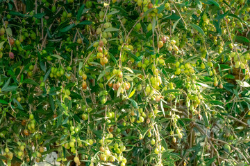 Wall Mural - Olive tree with very good productivity of green olives, Crete, Greece.