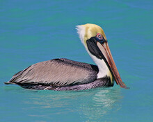 Atlantic Brown Pelican Swimming Off The Coast Of Cuba