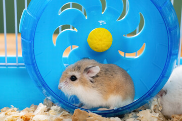 Wall Mural - cage with a small pet hamster in the wheel close up