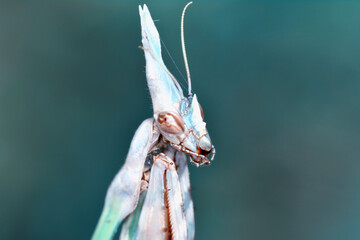 Close up of pair of Beautiful European mantis ( Mantis religiosa )