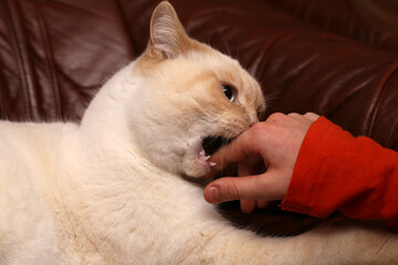 A white english tomcat, biting his baby's hand while playing