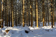 Cold sunny winter morning in the forest