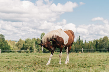 horse around barn