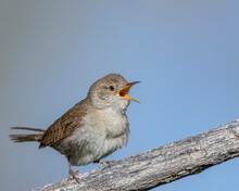 A House Wren Sings His Spring Song In Wyoming.