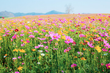 Wall Mural - Beautiful of cosmos on field.