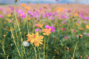 Wall Mural - Cosmos flower and colorful on field.