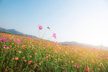 Wall Mural - Cosmos flower on field with sunlight.