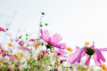 Wall Mural - Cosmos flower on white background.