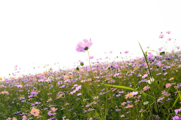 Wall Mural - Pink cosmos on field with the beautiful.