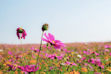 Wall Mural - Pink of cosmos flower on field.