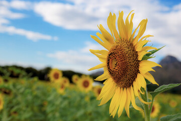 Wall Mural - Sunflower in summer.