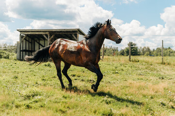 horse in field