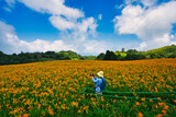 Fototapeta Kuchnia - Wild Orange Daylily flowers bloom all over the mountains and fields, Taiwan.