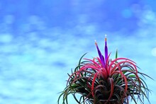 Beautiful Tillandsia Ionantha Mounted Air Plant With Bokeh From Blue Water Background.