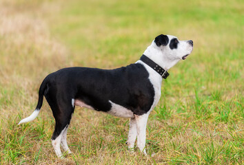 Wall Mural - Pit bull terrier mix dog in the park