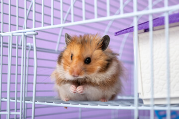 Sticker - Funny hamster in cage on color background