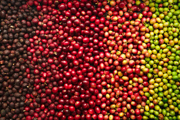 Sticker - red coffee ripeness dry process coffee