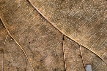 Poster - Brown Teak leaf close up