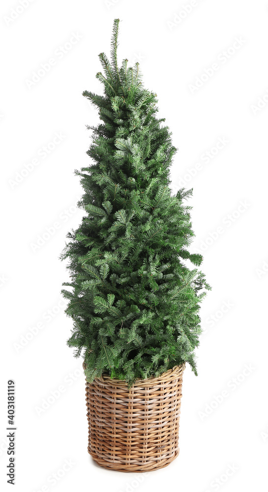 Beautiful Christmas tree on white background