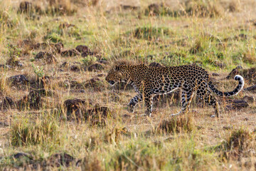 Sticker - Savanna landscape with a Leopard