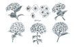 Hydrangea Flower illustration Hand drawn Assets
