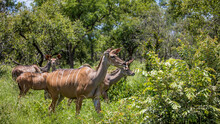 Kudu Cows On The Move