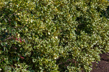 Wall Mural - Griselinia littoralis 'Variegata' an evergreen shrub often used to make a hedge and commonly known as New Zealand Privet, stock photo image