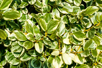 Wall Mural - griselinia littoralis 'variegata' an evergreen shrub often used to make a hedge and commonly known a