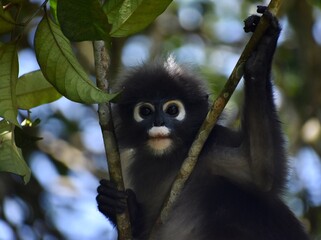 Wall Mural - Cute langur monkey sitting in a tree in the jungle staring at the camera