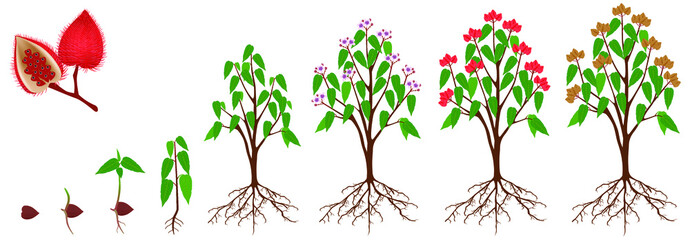 Wall Mural - Cycle of growth of a bixa orellana or anatto plant on a white background.