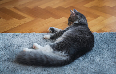 Sticker - Beautiful gray domestic cat lying at home on a fluffy carpet and wooden floor