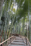 Fototapeta Dziecięca - bamboo forest in kyoto (japan)