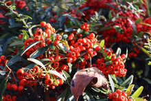 Pyracantha Coccinea, It Is The European Species Of Firethorn Or Red Firethorn That Has Been Cultivated In Gardens Since The Late 16th Century.