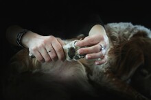 Ostéopathe Canin 