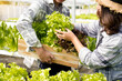 © Orathai - Hydroponics, smiling young Asian couple farmers harvest organic vegetable salad from farm garden, nursery. Organic farming business concept