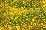 Fototapeta Kosmos - Beautiful yellow cosmos flower blooming in the fields.
