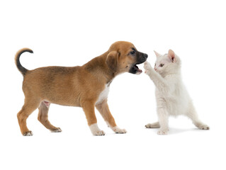 Sticker - puppy and white kitten playing, isolated on white background